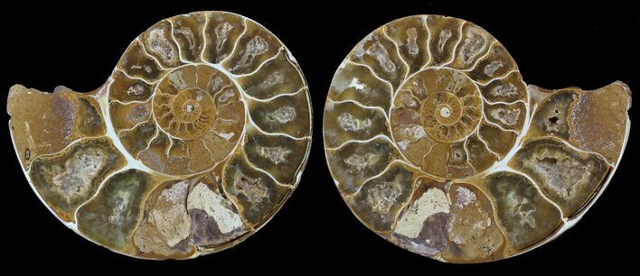Cut & Polished, Agatized Ammonite Fossil - Jurassic #53786